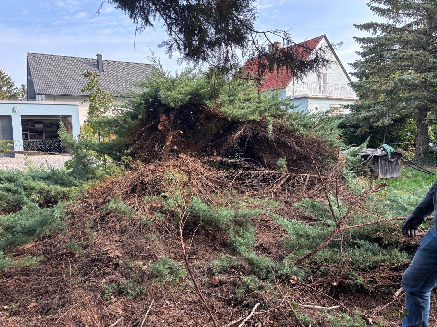 Entfernung von Baum- und Strauchgehölz